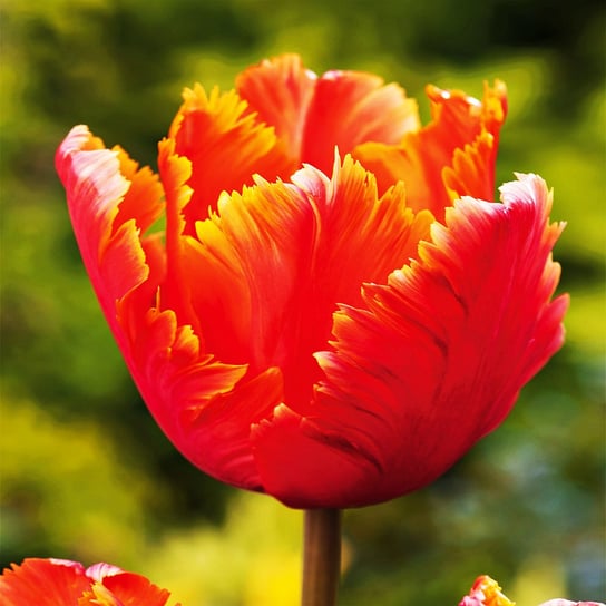 Tulipan Papuzi Amazing Parrot 5 szt Tulipany cebulki tulipanów BENEX