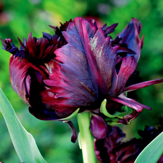 Tulipan Papuzi Black Parrot 5 szt Tulipany cebulki tulipanów BENEX