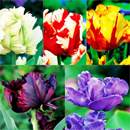 Tulipan Papuzi Mix 25 szt cebulki tulipanów BENEX