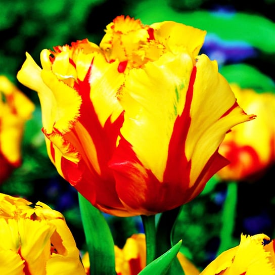 Tulipan Papuzi Texas Flame 5 szt cebulki tulipanów BENEX