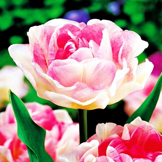 Tulipan Pełny Angelique 5 szt Tulipany cebulki tulipanów BENEX