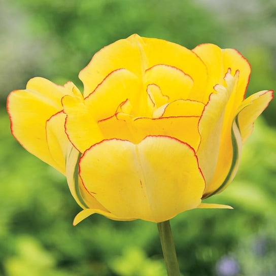 Tulipan Pełny Dla Kolekcjonera Akebono 5 szt Tulipany cebulki tulipanów BENEX