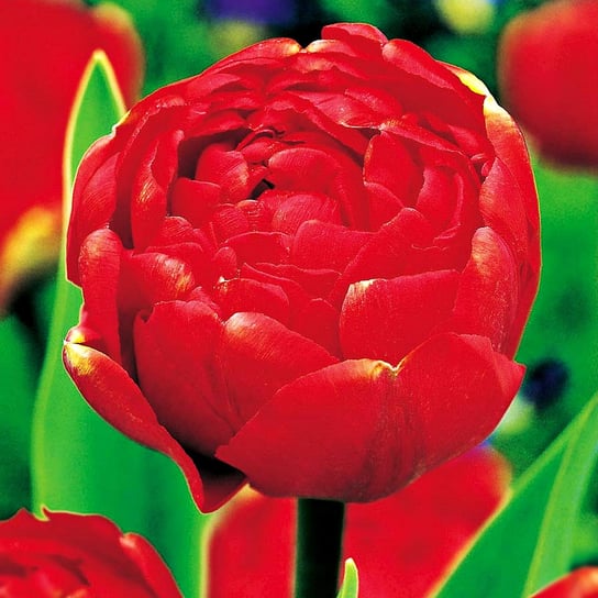 Tulipan Pełny Miranda 5 szt Tulipany cebulki tulipanów BENEX