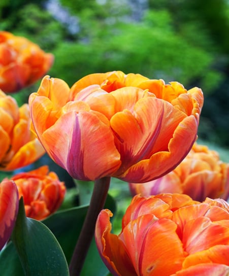Tulipan Pełny Orange Crush 5 szt cebulki Tulipany BENEX