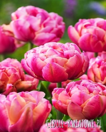 Tulipan Pełny Pink Cameo 5 szt cebulki Tulipany BENEX