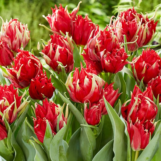 Tulipan Pełny Red Spider 5 szt cebulki tulipanów Tulipany BENEX