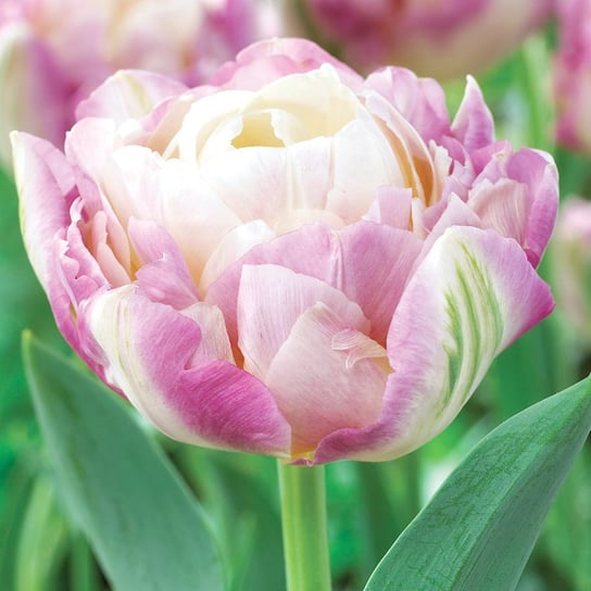 Tulipan Pełny Sweet Desire 5 szt cebulki Tulipany BENEX