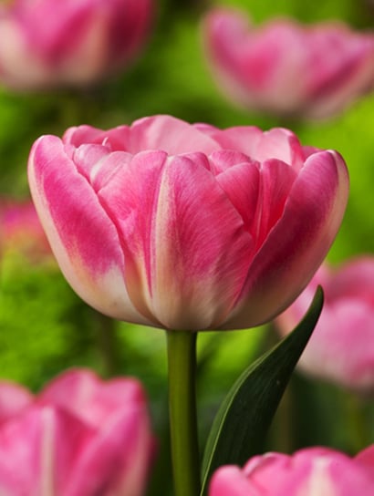Tulipan Pełny Up Star 5 szt cebulki Tulipany BENEX