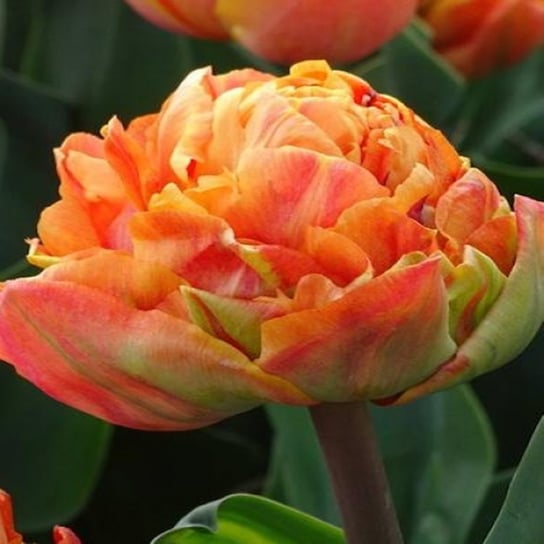Tulipan Pełny Valdivia 5 szt cebulki Tulipany BENEX