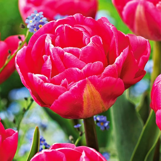 Tulipan Pełny Voque 5 szt Tulipany cebulki tulipanów BENEX
