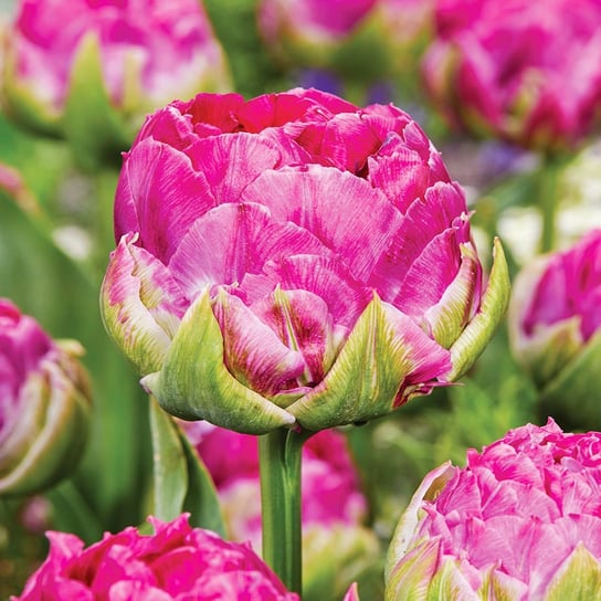 Tulipan Pełny Wicked in Pink 5 szt cebulki Tulipany BENEX