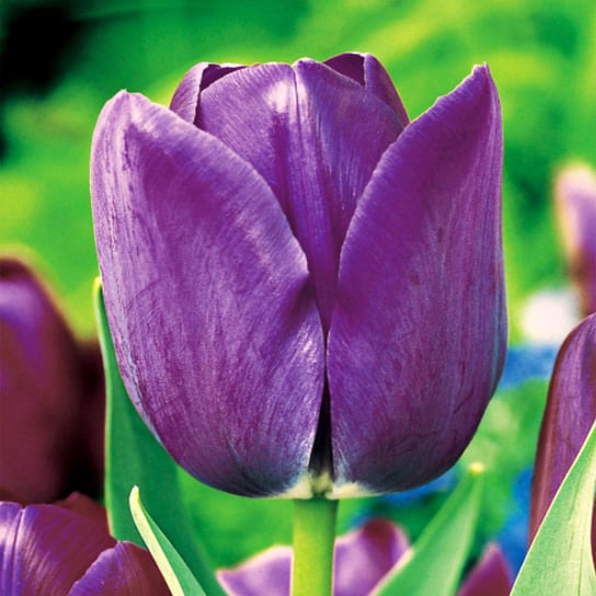 Tulipan Pojedynczy Późny Blue Aimable 5 szt Tulipany cebulki tulipanów BENEX