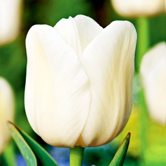 Tulipan Pojedynczy Późny City Of Vancouver 5 szt cebulki tulipanów BENEX