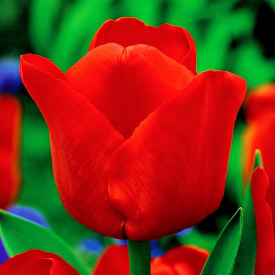 Tulipan Pojedynczy Późny Ile De France 5 szt Tulipany cebulki tulipanów BENEX