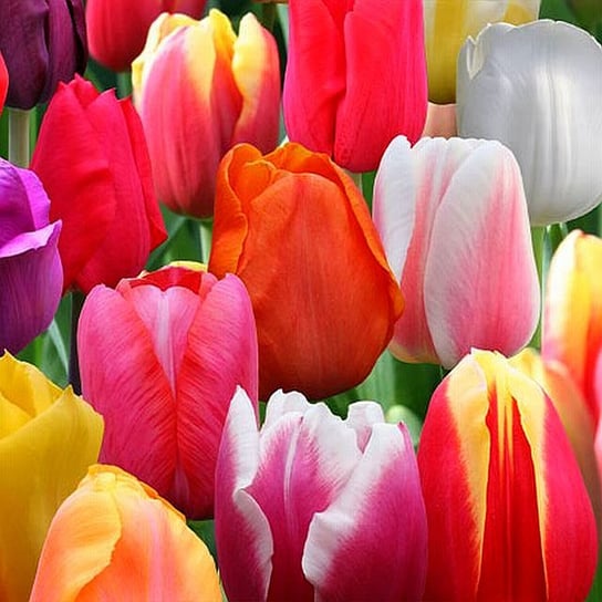 Tulipan Pojedyńczy Późny Mix 10 szt cebulki tulipanów BENEX
