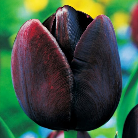 Tulipan Pojedynczy Późny Queen Of Night 5 szt Tulipany cebulki tulipanów BENEX