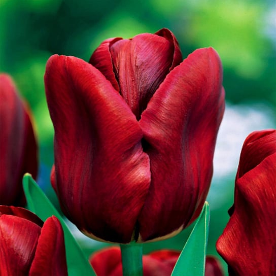 Tulipan Pojedynczy Wczesny Jan Reus 5 szt Tulipany cebulki tulipanów BENEX