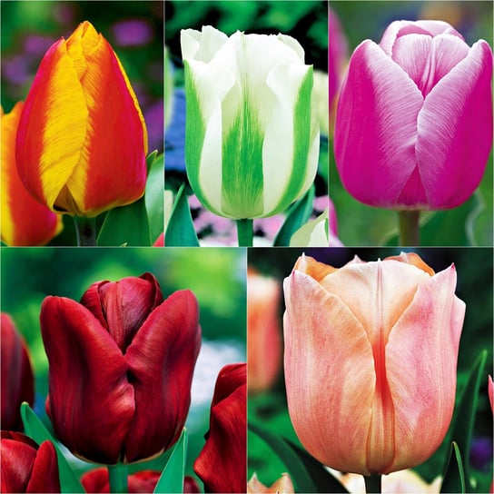 Tulipan Pojedyńczy Wczesny Mix 10 szt cebulki tulipanów BENEX