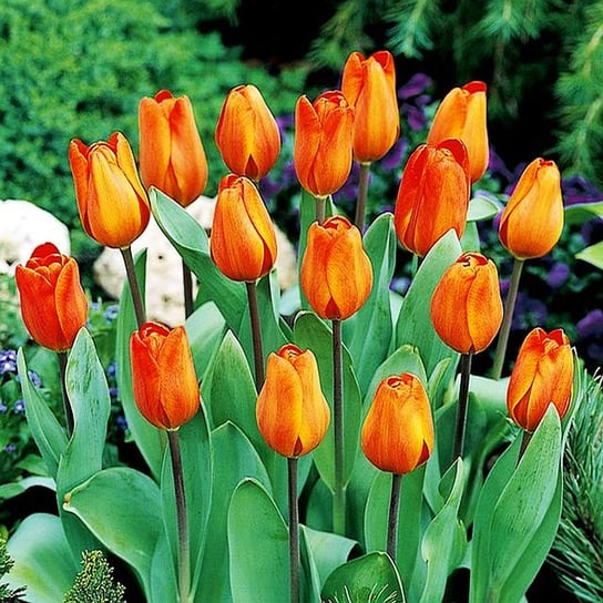 Tulipan Pomarańczowy 100 szt cebulki tulipanów Tulipany BENEX