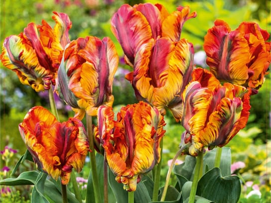 Tulipan 'Rasta Parrot' kolorowe kwiaty 5 szt DCO