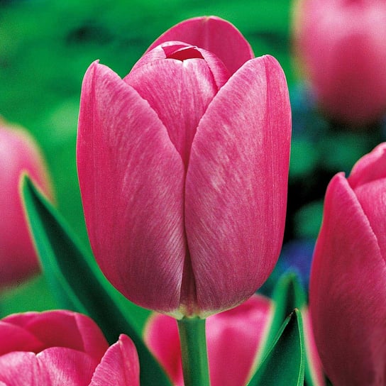 Tulipan Różowy 10 szt cebulki tulipanów Tulipany BENEX