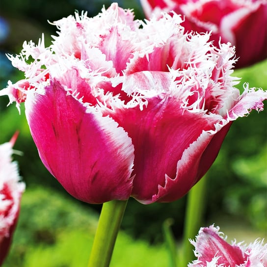 Tulipan Strzępiasty Brest 5 szt cebulki Tulipany BENEX
