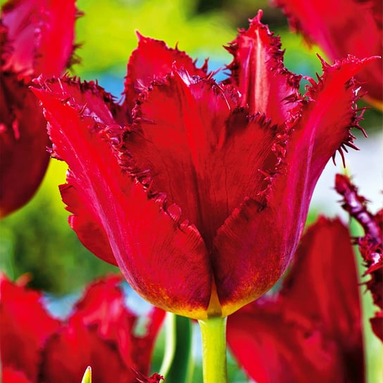 Tulipan Strzępiasty Calibra 5 szt cebulki Tulipany BENEX