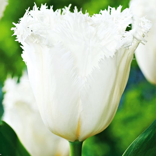 Tulipan Strzępiasty Cambridge 5 szt Tulipany cebulki tulipanów BENEX