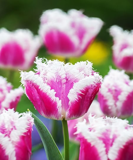 Tulipan Strzępiasty Hawaii 5 szt cebulki Tulipany BENEX