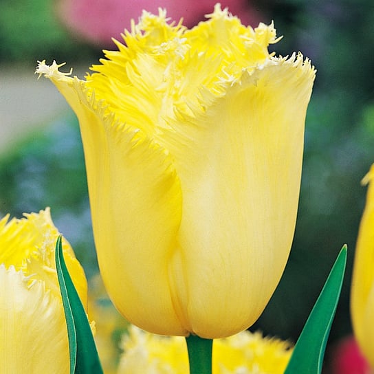 Tulipan Strzępiasty Maja 5 szt cebulki tulipanów BENEX