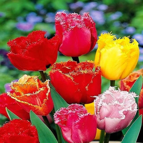 Tulipan Strzępiasty Mix 25 szt cebulki tulipanów BENEX