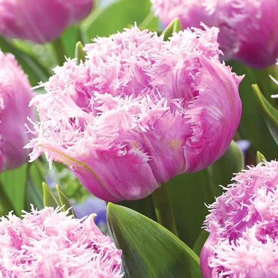Tulipan Strzępiasty Newcastle 5 szt cebulki tulipanów BENEX