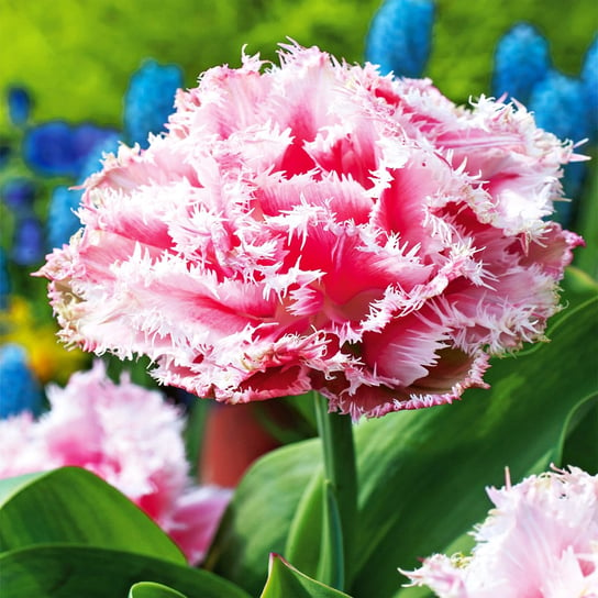 Tulipan Strzępiasty Pełny Queensland 5 szt cebulki tulipanów BENEX
