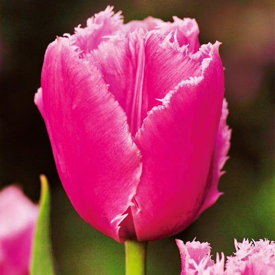 Tulipan Strzępiasty Pink Survival 5 szt cebulki tulipanów BENEX