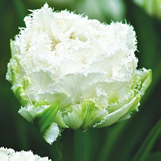 Tulipan Strzępiasty Snow Crystal 5 szt cebulki tulipanów BENEX