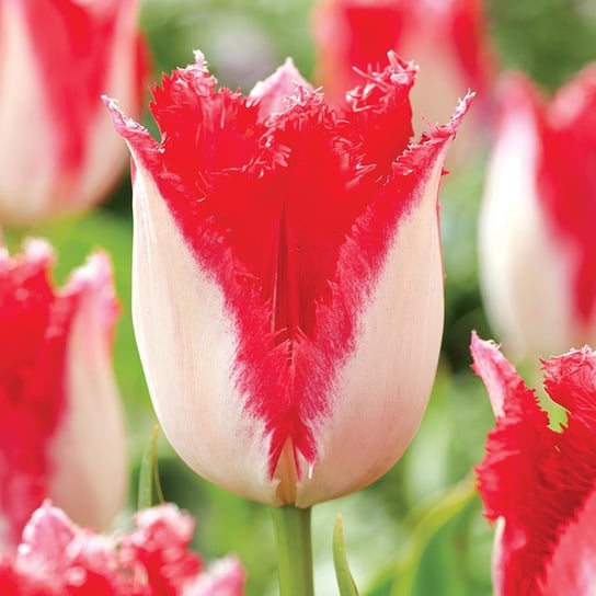 Tulipan Strzępiasty Sweets Paradise 5 szt cebulki Tulipany BENEX