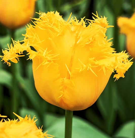 Tulipan Strzępiasty Yellow Valery 5 szt cebulki Tulipany BENEX