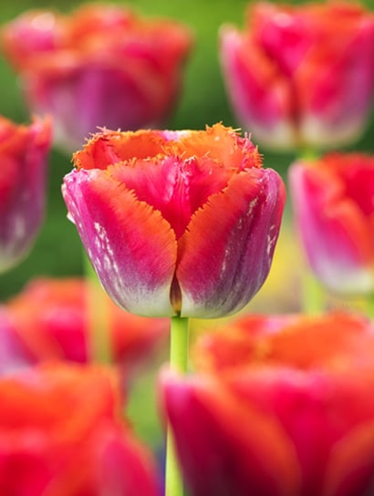 Tulipan Strzępiaty Sunset Miami 5 szt cebulki Tulipany BENEX