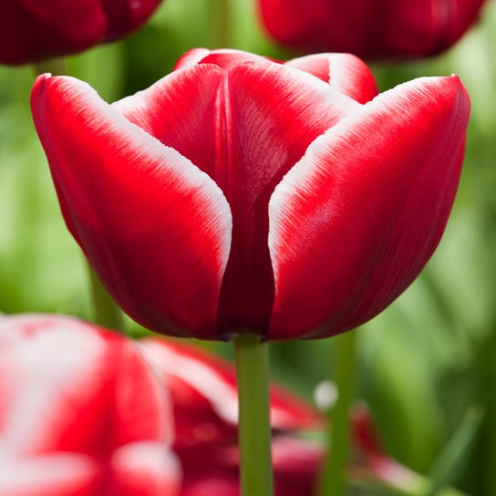 Tulipan Triumph Armani 5 szt cebulki tulipanów Tulipany BENEX