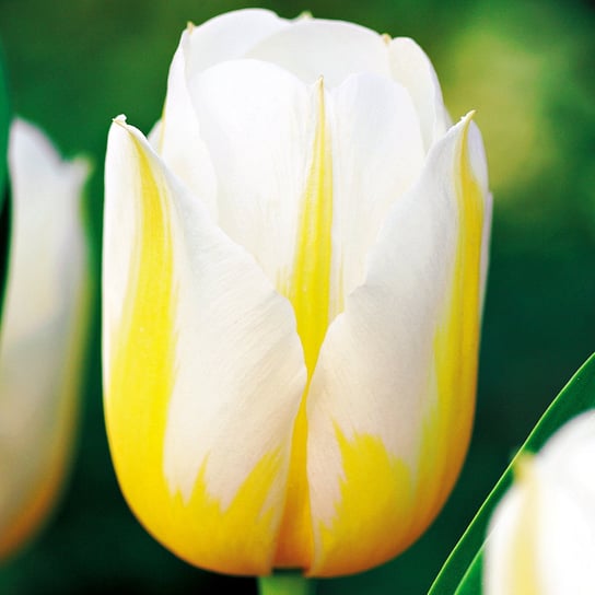 Tulipan Triumph Dwukolorowy Flaming Coquette 5 szt cebulki tulipanów BENEX