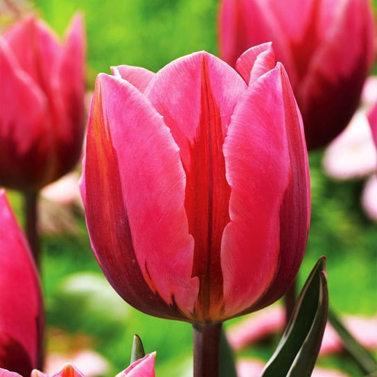 Tulipan Triumph Dwukolorowy Pretty Princess 5 szt cebulki Tulipany BENEX