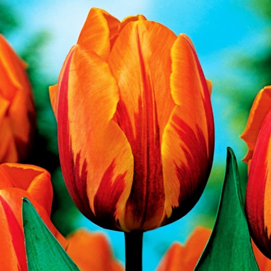 Tulipan Triumph Dwukolorowy Prinses Margiet 5 Szt  Cebulki Tulipanów BENEX