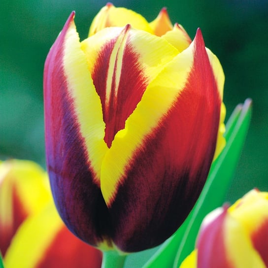Tulipan Triumph Gavota 5 szt cebulki tulipanów Tulipany - BENEX | Sklep ...