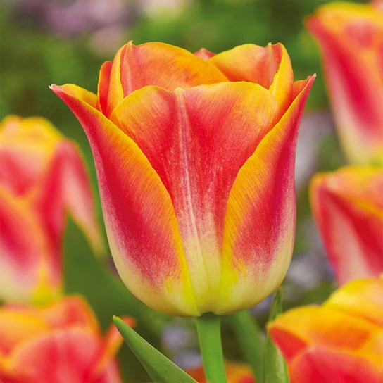 Tulipan Triumph Golden Dynasty 5 szt cebulki tulipanów Tulipany BENEX