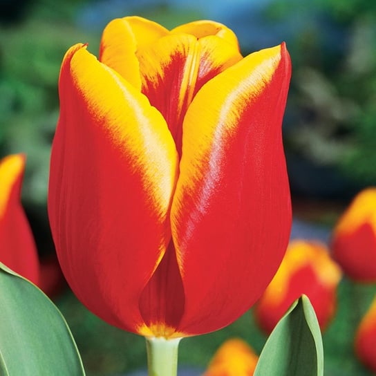 Tulipan Triumph Jan Seignette 5 szt cebulki tulipanów Tulipany BENEX