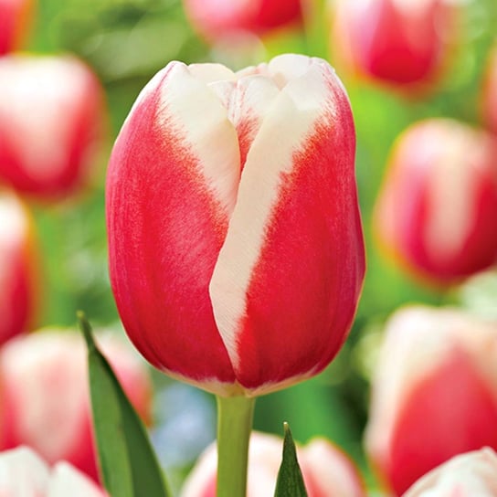 Tulipan Triumph Lech Wałęsa 5 szt cebulki Tulipany BENEX