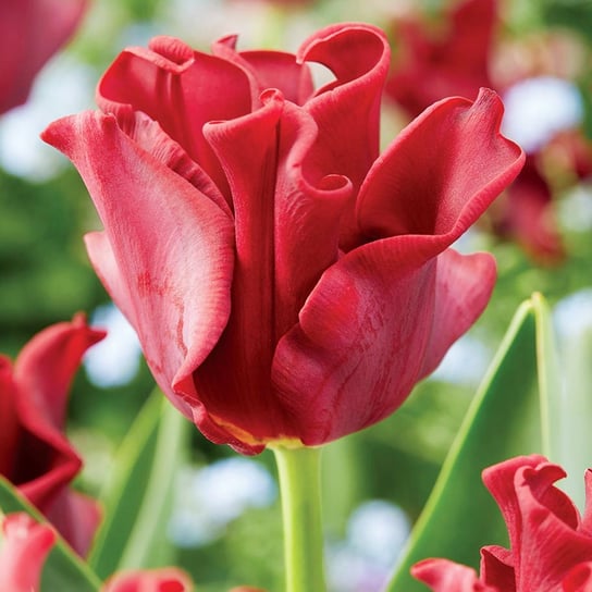 Tulipan Triumph Red Dress 5 szt cebulki tulipanów Tulipany BENEX