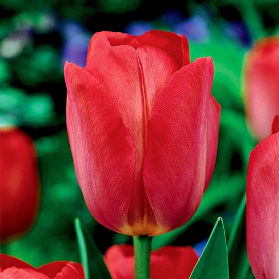Tulipan Triumph Van Eijk 5 szt cebulki tulipanów Tulipany BENEX