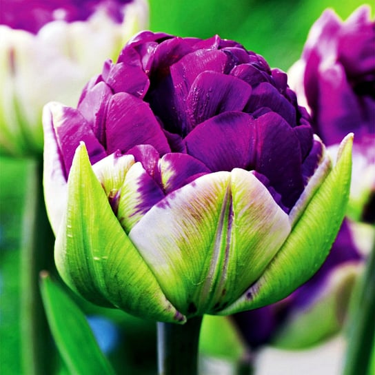 Tulipan Tulipany Lodowy Negrita Double 5 szt cebulki tulipanów BENEX