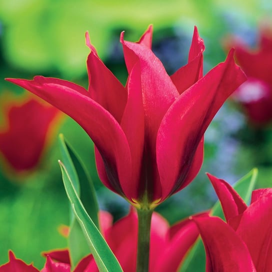 Tulipan Tulipany Zielonokwiatowy Doll'S Minuet 5 Szt Cebulki Tulipanów BENEX
